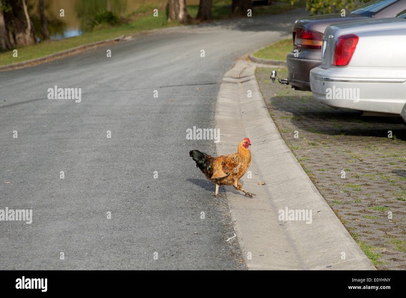 Overview of chicken road