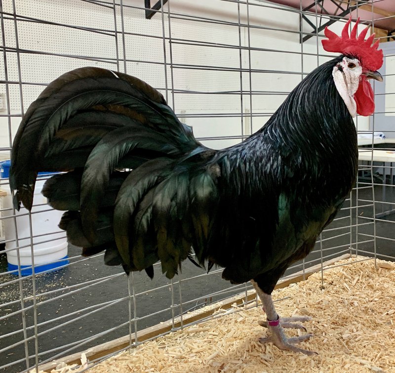 Chicken road game, juego chicken road